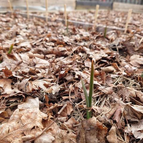 Vitlök som kommer upp ur jorden.