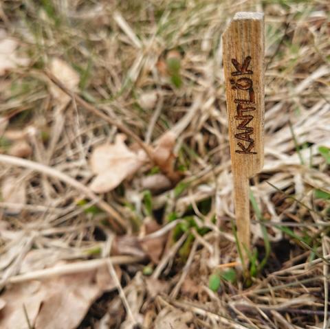 Kantlök som kommer upp bredvid en namnskylt.