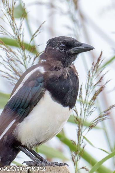 A Magpie sitting on a post