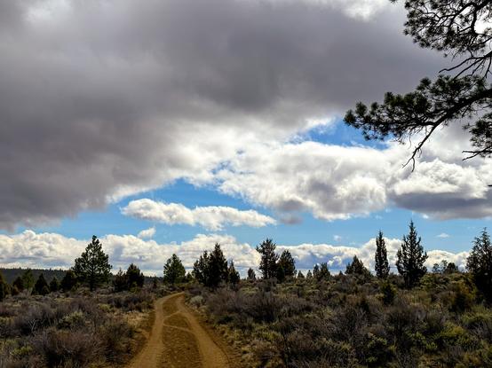 Landscape with trees, some blue and some clouds