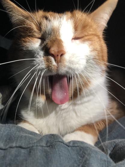 Oliver (orange and white tabby) caught mid-yawn with his mouth wide open and eyes closed making him look like he’s got a huge happy smile on his face