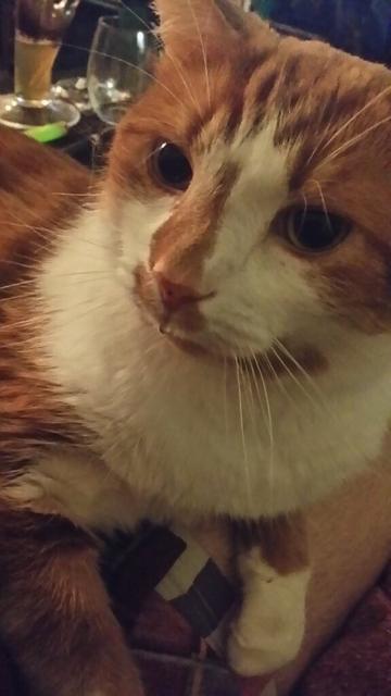 Oliver sitting on my lap, with a drop of drool hanging off the end of his nose