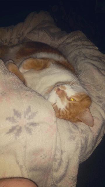 Oliver laying upside down, looking like he’s winking with one glowing orange eye from the camera flash