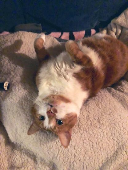 Oliver laying upside down, all wide eyed, with his paws loosely folded over his chest