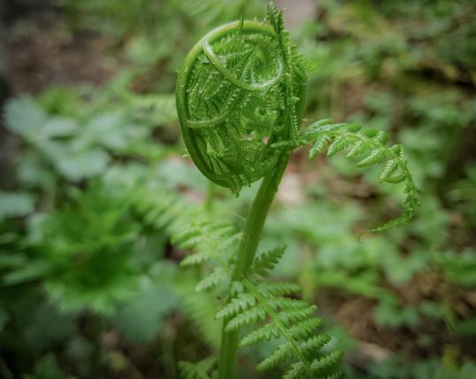 a tender green fern frond curls up from the woods' floor, Ravenna Park, Seattle, Washington, USA
