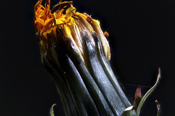 Dandelion Starting to open
Focus Stacked using Zerene Stacker in Linux from 20 individual images