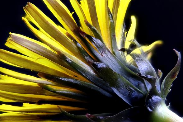 From the back side. Dandelion Starting to open
Focus Stacked using Zerene Stacker in Linux from 30 individual images