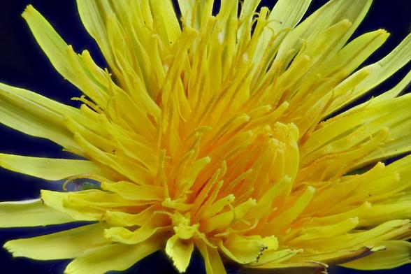 Newly opened Dandelion 

Focus Stacked using Zerene Stacker in Linux from 30 individual images
