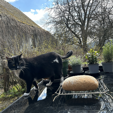 I have taken the bread outside. It's cooling off on my big square cooling rack. Behind it various young plants (herbs and tomatoes) ars getting used to the great outside. I still take them inside at the end of the afternoon. The cat is standing on the table, to the left of the bread and eying it with the deepest suspicion.