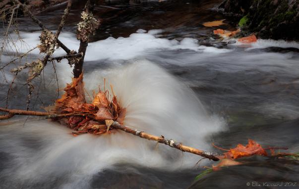A fast flowing blur of white water behind a stick stuck in the river highlights a clump of bright orange leaves that have been swept into a fork in the stick. They are spiky pointed, autumn maple leaves and the stick has some grey green lichen on it. The stick is smooth in places. There are other patches of the same leaves behind against the dark rocks of the bank as well as at the end of the stick where it is caught by another rock.