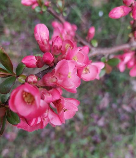 Zierquittenblüten in pink-rosa am Bäumchen. Einige Blüten sind geöffnet, andere noch Knospen.