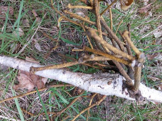An einem hellen, im Gras liegenden Birkenast ist die Besiedelung durch eine Mistel zu sehen. Der Ast ist dort verdickt.