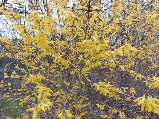Teil eines ausladenden Forsythienstrauchs voller gelber Blüten.