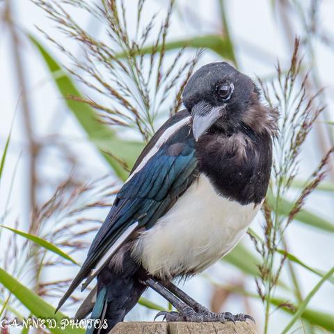 Magpie sitting on a post looking back over its wing