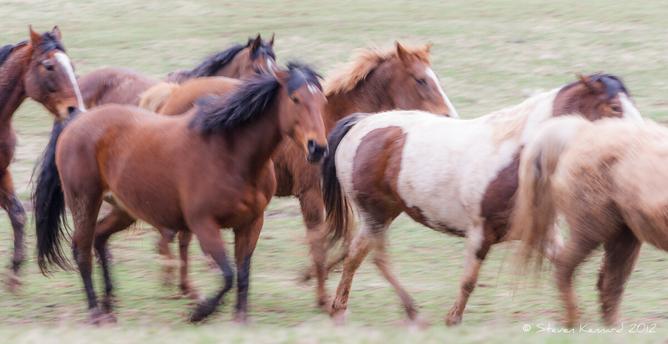 A total of 6 horses is running across the frame, with only parts of the first and last in the picture. There are different coloured ones including one with white and brown, manes and tails are flying and the ears are either low against the necks or upright. They are running in green pasture. There is a general feeling of motion as the grass is blurred.