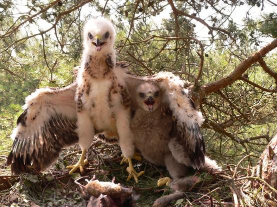 2 young Golden Eagles still in their nest. The bigger one has a smaller sibling under its wing, so it looks like the bigger one is protecting the smaller sibling. However that's just a coincidence, as soon as the older one gets hungry... he will feed of its little brother or sister. Animal life can be cruel.