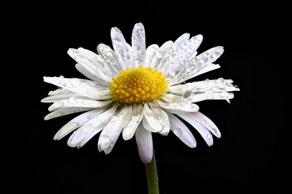 Lawn Daisy - Focus Stacked using Zerene Stacker in Linux from 20 individual images. 1.2x Magnification.
Canon EF-S 60mm Macro lens with 13mm extension tube.