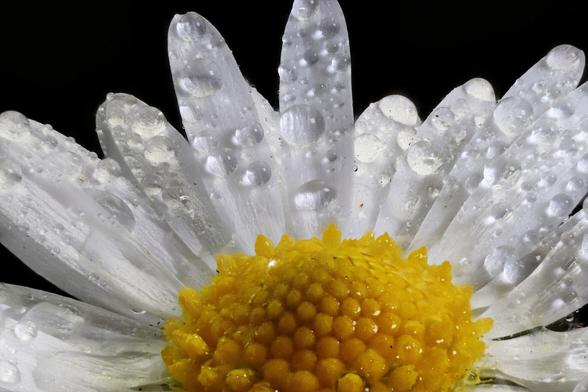 Lawn Daisy - Focus Stacked using Zerene Stacker in Linux from 65 individual images. 2.3x Magnification.
El-Nikkor Enlarger lens reversed mounted with 65mm extension tubes.