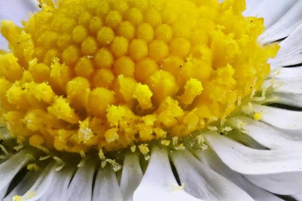 Lawn Daisy - Focus Stacked using Zerene Stacker in Linux from 65 individual images. 3.5x Magnification.
El-Nikkor Enlarger lens reversed mounted with 125mm extension tubes.