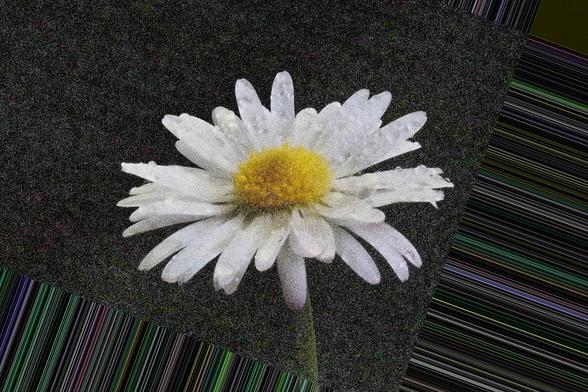 Lawn Daisy -  Focus Stacking Gone Wrong......

Focus Stacked using Zerene Stacker in Linux from 20 individual images. 1.2x Magnification.