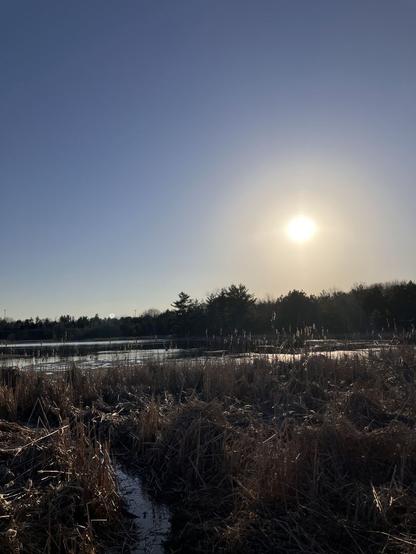 Taken from the edge of a marsh, facing west, towards the sinking sun encircled by a halo of light, low in the bright blue sky. Golden reeds in the foreground with a watery pathway snaking off to the left and towards the pond in the centre of the frame. The far shore of the pond is rimmed with evergreens along the horizon. Very early spring and the grasses are still trampled down by the weight of recently melted snow. A bright and sunny day.