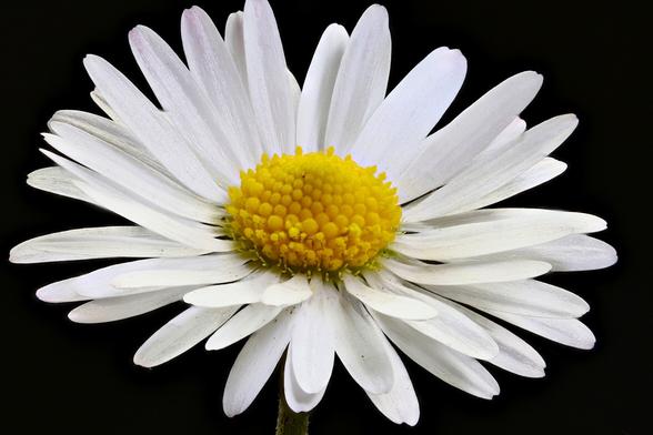 Closeup/Macro Lawn Daisy
Focus stacked using Zerene Stacker in Linux from 30 individual images - 1.09x Magnification