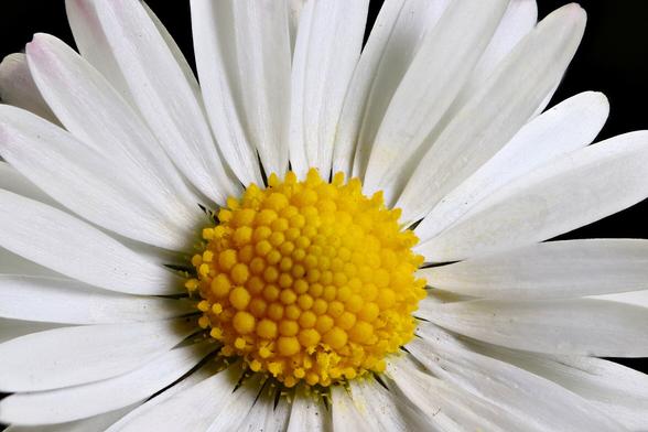 Closeup/Macro Lawn Daisy
Focus stacked using Zerene Stacker in Linux from 25 individual images - 1.09x Magnification
