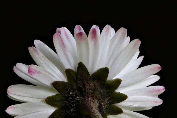 Closeup/Macro Lawn Daisy
Focus stacked using Zerene Stacker in Linux from 20 individual images - 1.09x Magnification