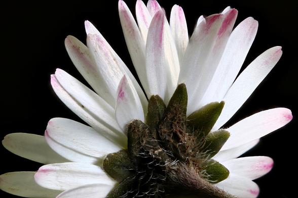 Closeup/Macro Lawn Daisy
Focus stacked using Zerene Stacker in Linux from 35 individual images - 1.09x Magnification
