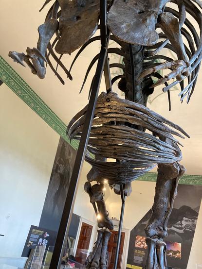Photo of the underbelly of a T. rex skeleton showing rows of belly ribs.