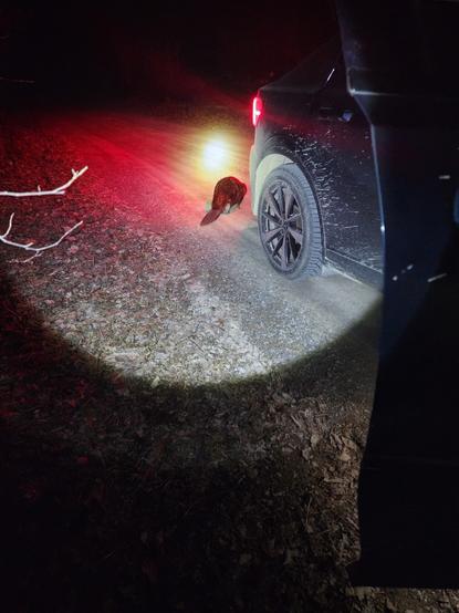 Beaver checking out car during the owl survey