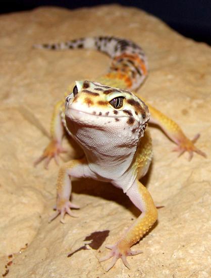 Photograph of a leopard gecko - facing the camera - sitting on a rock