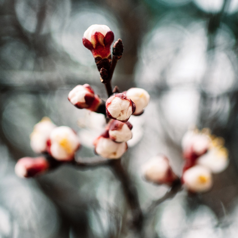Closeup of white apricot blossoms on a tree