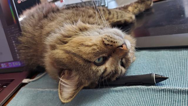 A picture of the cat's face. His head is on the tablet pen and his eyes are open but not looking directly at the camera