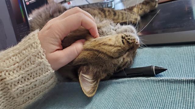 Okay the same as the previous but now eyes are closed in enjoyment as a hand scritches his jaw because fine he's very cute gosh darnit