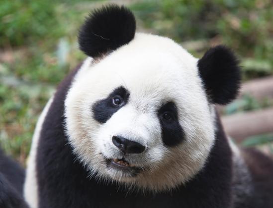 Picture of giant cute cuddly black and white panda, looking at the camera, just waiting for you to take them home and share with others with stars and boosts.