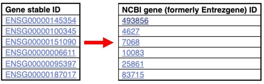 Example table showing sample Ensembl gene stable IDs in separate rows and their corresponding NCBI gene IDs