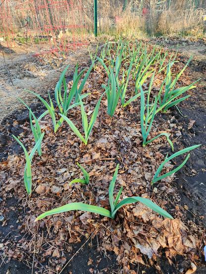 Green garlic sprouts in golden hour sunlight, maybe 6 inches high, above a bed of brown leaf mulch.