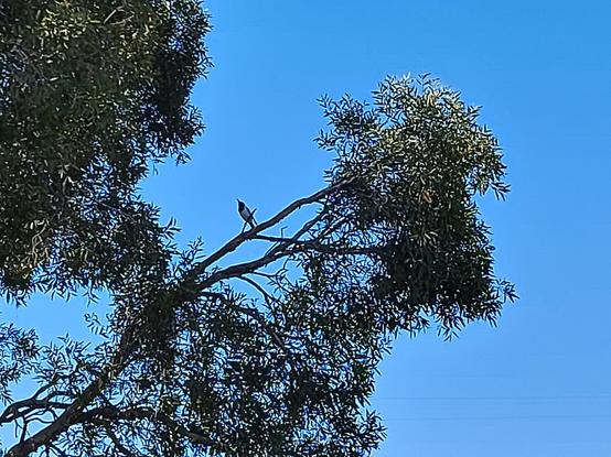 Butcher bird on a branch against a backdrop of blue sky, surrounded by a semi-curcle of eucalyptus leaves.