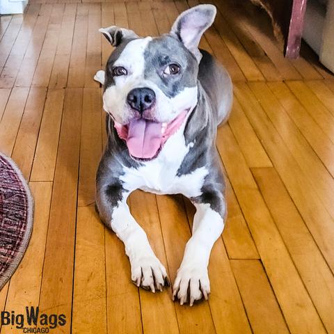 A gray and white dog lies on a hardwood floor.