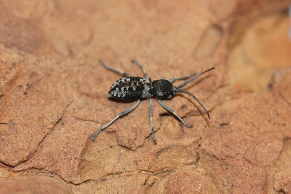 A black and grey patterned beetle  sculpted with ridges and  little pustules. It is sitting on a slab of orange sandstone
