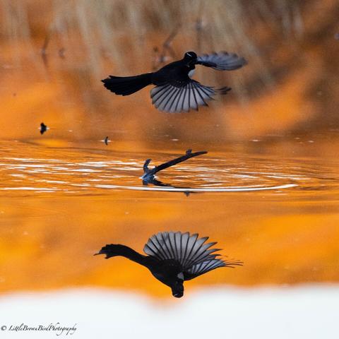 The background is a luminous reflection from an orange rock glowing in the early morning light.  A small black bird is darting through the frame hunting for insects.  Its wings are spread.  The reflection is almost clearer than the 'real bird' and each wing feather is clearly delineated.