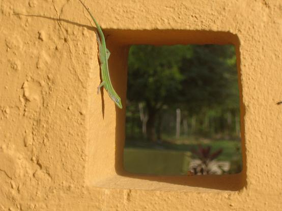 A green anole lizard is upside down against the edge of a small window in a concrete wall painted a vivid pumpkin color. Blurry but lush foliage can be seen through the window opening.