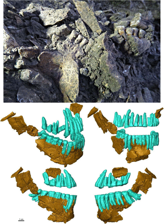 The Thorin Neanderthal. Top.
View of the mandible in situ when found in September 2019. Bottom. Virtual reconstruction of the jaw and dental elements of Thorin in tilted (upper left), anterior (upper right), and lateral (bottom right and left) views.