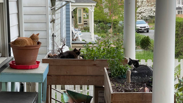 Front porch with one cat sitting in a flower pot, another in a raised flower bed, and a third in a different raised bed.
