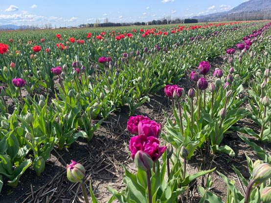 Three rows of tulips in field: fuschia, purple and red. Blue sky in background.
