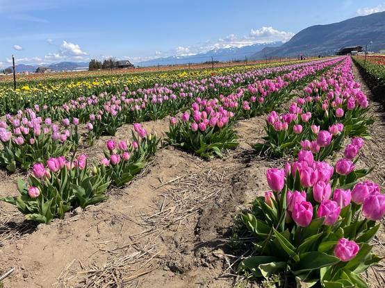 Many rows of colourful tulips in field. Mostly pink but yellow and red in background. Blue sky and mountains.