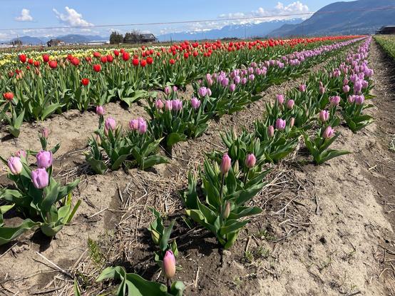 Three rows of tulips in field. Pink, red and yellow.