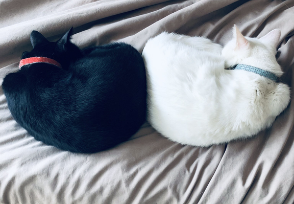 Rescue kitties. Two cat brothers, curled in opposite directions. The black one to the left is a pure void. The white one to the right is pure white. They are Yin and Yang in cat form 🖤🤍