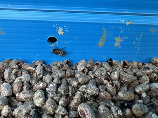 Bees hatching from their winter slumber